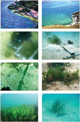 Open Coast Seagrass Restoration. Can We Do It? Large Scale Seagrass Transplants